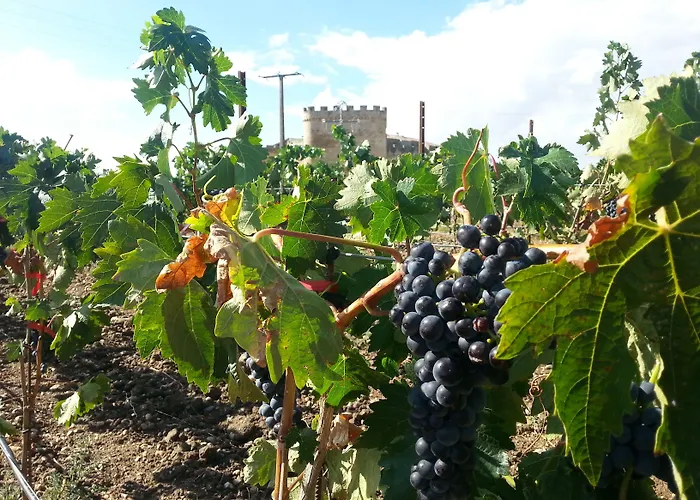 Real Castillo Del Buen Topas